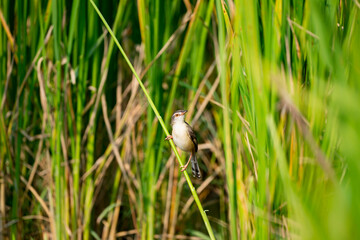Plain Prinia