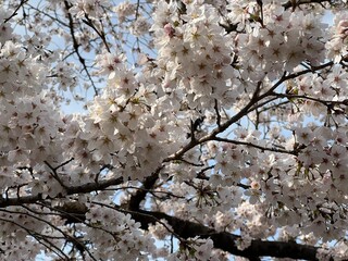 桜 京都