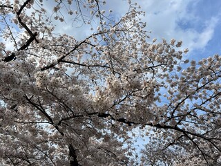桜 京都