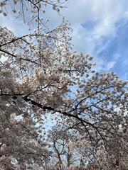 桜 京都