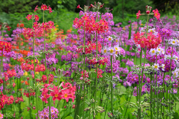 Primula candelabra Hybrids