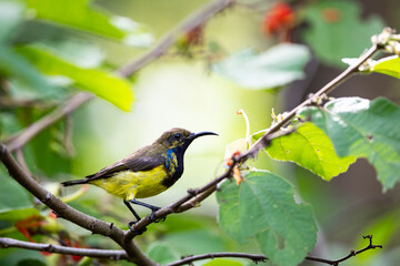 Obraz premium Olive - backed Sunbird