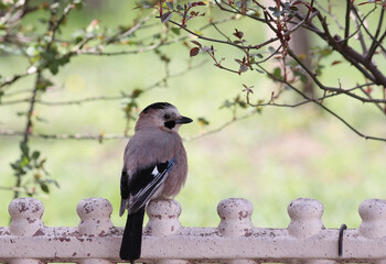 Jay sits on a low fence looking back