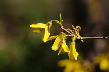 Spring yellow forsythia flower.