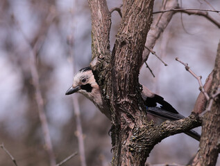 The jay hid behind a tree trunk....