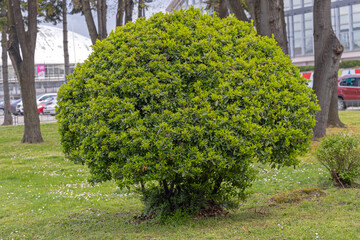 Green Bush Topiary
