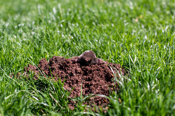 A little black mole came out of the hole in the grass