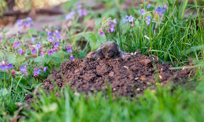 A little black mole came out of the hole in the front yard  among spring flowers