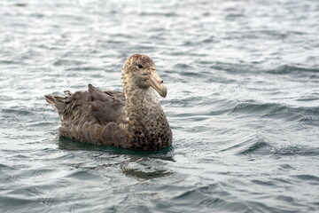 Southern giant petrel (Macronectes giganteus) floating on the surface at Coopers Bay, South Georgia Island