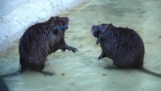 nutrie. two nutria caught while playing at a zoo. 4k video.
