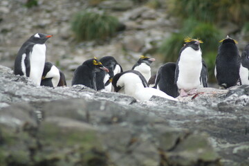 Obraz premium Macaroni penguins (Eudyptes chrysolophus) on a rock at Coopers Bay, South Georgia Island