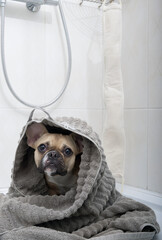 The bulldog dog wrapped himself in a large gray towel after taking a shower and sits on the floor of the shower cabin, looking attentively into the camera. Reception of water procedures.