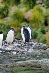 Macaroni penguins (Eudyptes chrysolophus) on a rock at Coopers Bay, South Georgia Island