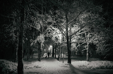 trees in the snow lit by lanterns on an alley in a winter park at night and a man with a dog