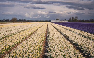 Uprawa hiacyntów, rzędy kremowych i fioletowych kwiatów. Holenderskie pola wiosną.