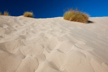 dettaglio di dune di sabbia in una spiaggia con un cielo blu sullo sfondo 