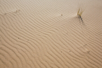 dettaglio di dune di sabbia in un deserto
