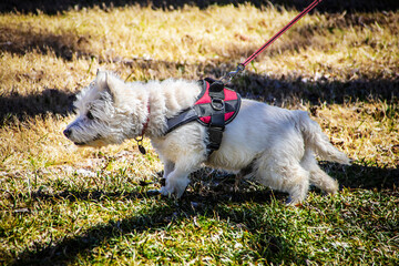Attack terrier - White Westie dog pulls on harness as hard as he can trying to get to another dog -...