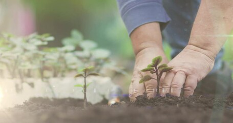 Spot of light against close up of a hand planting a plant in the soil at the garden