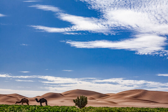 Dromedari che brucano  nel deserto del Marocco cercando zone verdi per il pascolo 