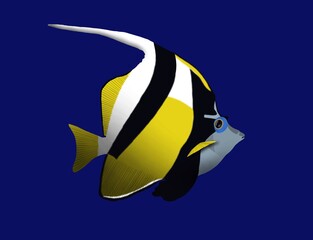 Red Sea Schooling Bannerfish