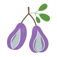 Ripe akebia quinata fruit on branch isolated on white background. Chocolate vine or akebia trifoliata icon for package design. Vector illustration of exotic fruits in flat style.
