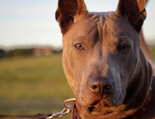 portrait of a dog