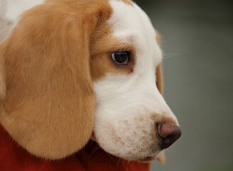 beagle dog portrait