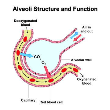 Scientific Designing of Alveoli Structure And Function. Alveolus Gas Exchange. Colorful Symbols. Vector Illustration.	
