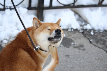 dog in snow