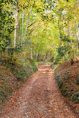 Autumn in the Cotswolds - A footpath track through beech woodland on the side of Painswick Beacon, Gloucestershire, England UK