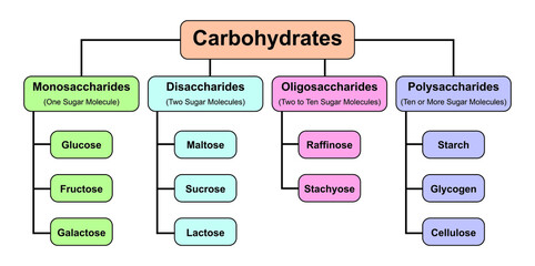 Carbohydrates Types. Carbohydrates And Its Types. Vector Illustration. - obrazy, fototapety, plakaty