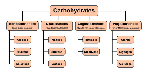 Carbohydrates Types. Carbohydrates And Its Types. Vector Illustration.