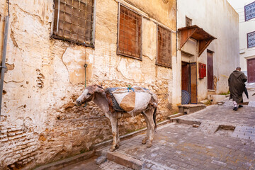 Scorcio della Medina a Fez in Marocco con un mulo legato in primo piano 