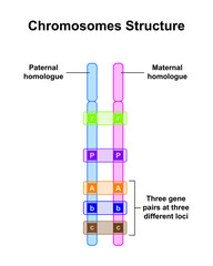 Scientific Designing of Chromosomes Structure. Colorful Symbols. Vector Illustration.