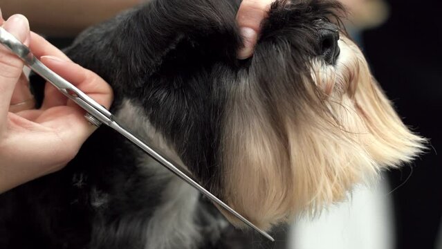 Miniature Schnauzerdog being groomed in groomer studio, filmed in close up. Video clip of specialist taking care of cute fluffy dog. Pet grooming salon concept. 4k footage