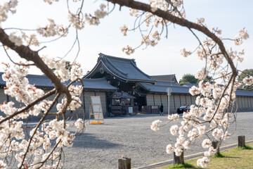 桜