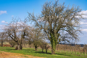 Obraz premium Old knotty cherry trees in an orchard near Wiesbaden/Germany