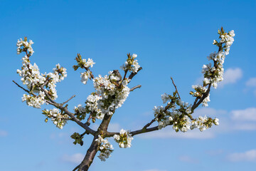 White cherry blossoms against a blue sky near Wiesbaden/Germany