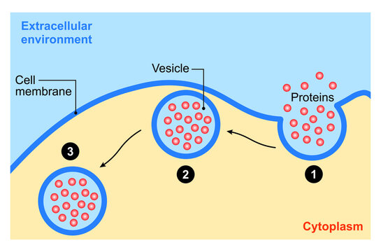 Scientific Designing Of Endocytosis Process. Colorful Symbols. Vector Illustration.