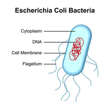 Escherichia Coli Bacteria Structure. Vector Illustration.