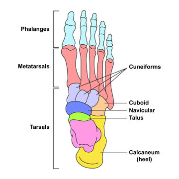 Scientific Designing of Foot Bones Anatomy. Human Foot Structure. Colorful Symbols. Vector Illustration.	
