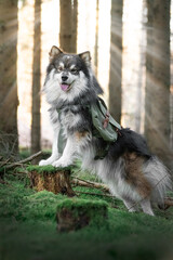 Fototapeta na wymiar Portrait of a Finnish Lapphund dog outdoors