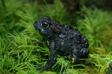 Closeup on a juvenile dark colored Western toad , Anaxyrus boreas sitting on green moss