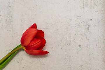 Red tulip flower layout concept. Copy space for text or jewellry store backdrop, card, layout, board ideas.  
