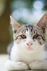 まっすぐ見つめる子猫