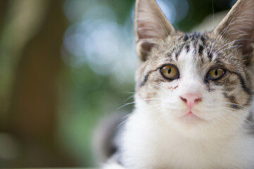 日本の森の中で、まっすぐ遠くを見つめる子猫