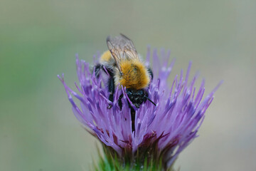 Closeup on a Common bumblebee, Bombus pascuorum drinking nectar from a purple thistle flower