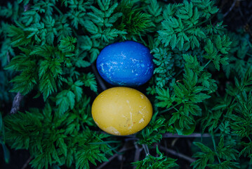 blue and yellow easter egg in gress. Symbol of Ukraine