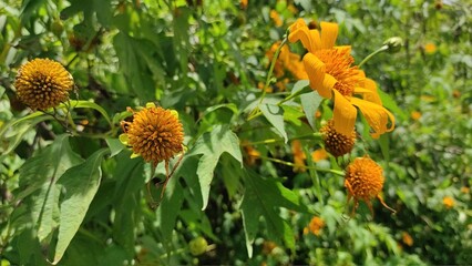 Yellow flowers that decorate the garden in the Cikancung area, Indonesia